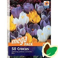 Krokusløg Storblomstret mix - Crocus / 50 Løg