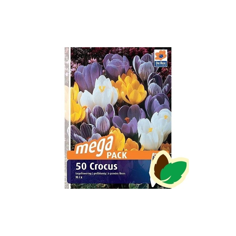 Krokusløg Storblomstret mix - Crocus / 50 Løg