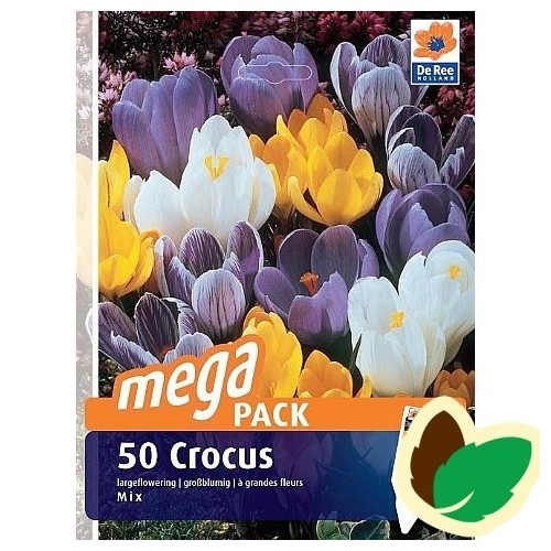 Krokusløg Storblomstret mix - Crocus / 50 Løg