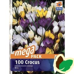 Krokusløg Botanisk mix - Crocus / 100 Løg