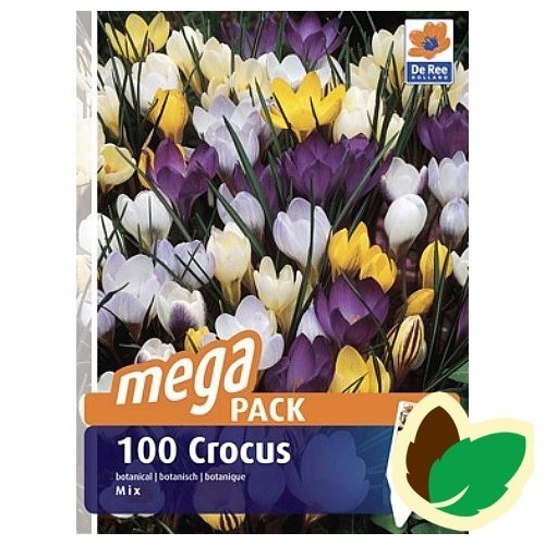 Krokusløg Botanisk mix - Crocus / 100 Løg