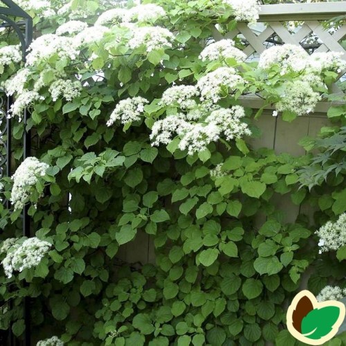 Hydrangea petiolaris / Klatrehortensia