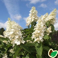 Hydrangea paniculata Kyushu / Træagtig Hortensia