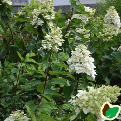 Hydrangea paniculata Kyushu / Træagtig Hortensia