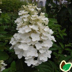 Hydrangea paniculata Kyushu / Træagtig Hortensia