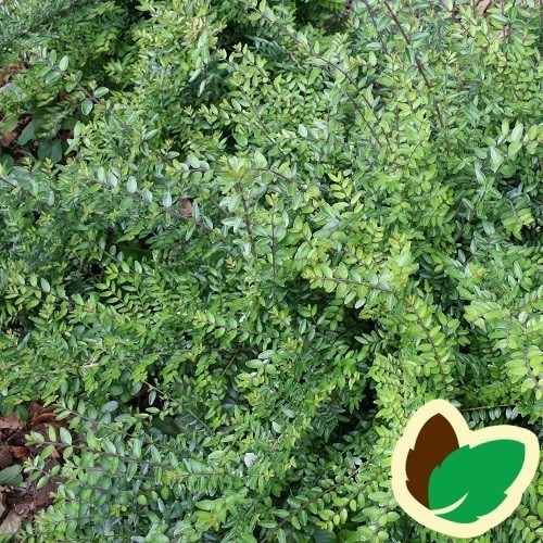 Lonicera pileata - Liguster Gedeblad