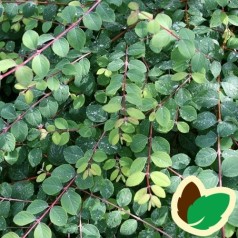 Rød Snebær Hancock 30-50 cm. - Bundt med 10 stk. barrodsplanter - Symphoricarpos chenaultii Hancock