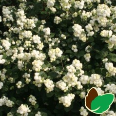 Hvid Snebær 50-80 cm. - Bundt med 10 stk. barrodsplanter - Symphoricarpos doorenbosii White Hedge