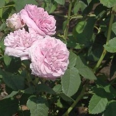 Rose Maidens Blush / Gammeldags Rose