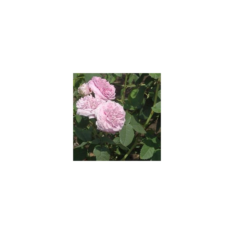 Rose Maidens Blush / Gammeldags Rose