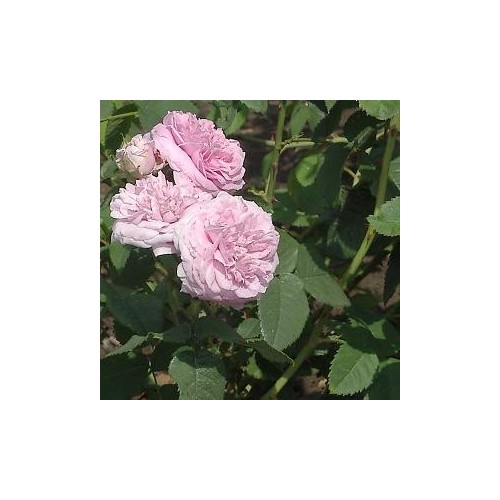 Rose Maidens Blush / Gammeldags Rose
