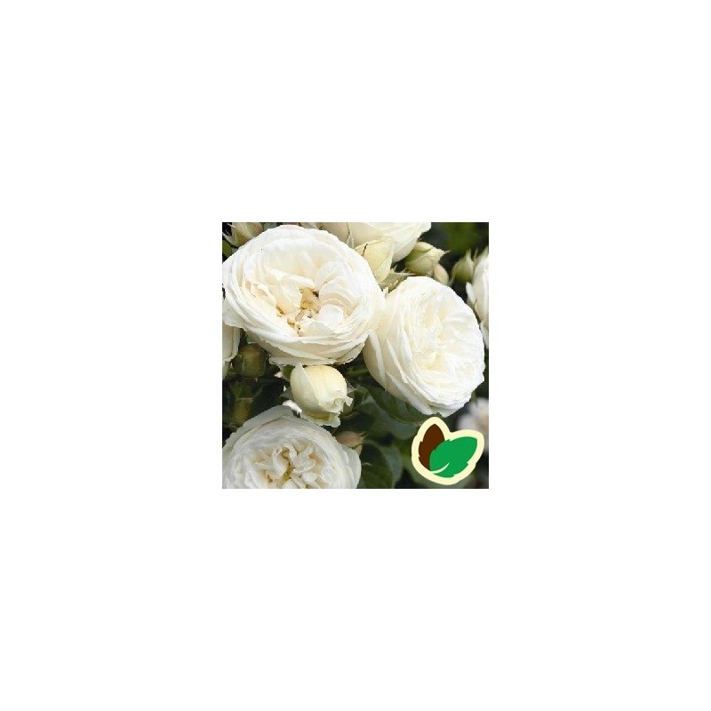 Rose Artemis - Buketrose / Barrods