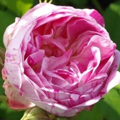 Rose Honorine de Brabant - Historisk Rose