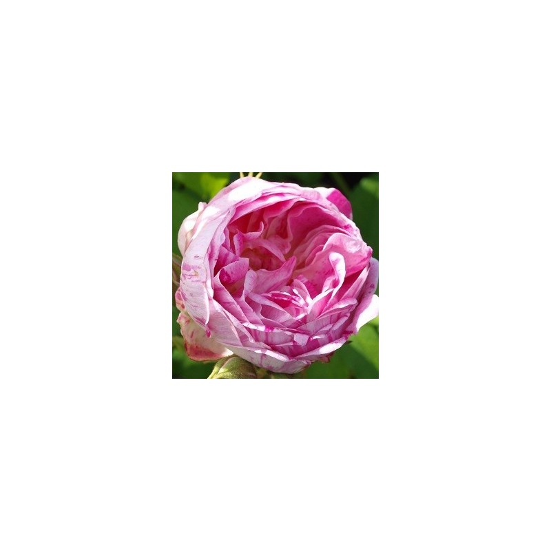 Rose Honorine de Brabant - Historisk Rose