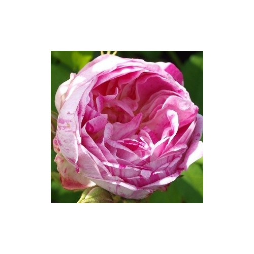 Rose Honorine de Brabant - Historisk Rose