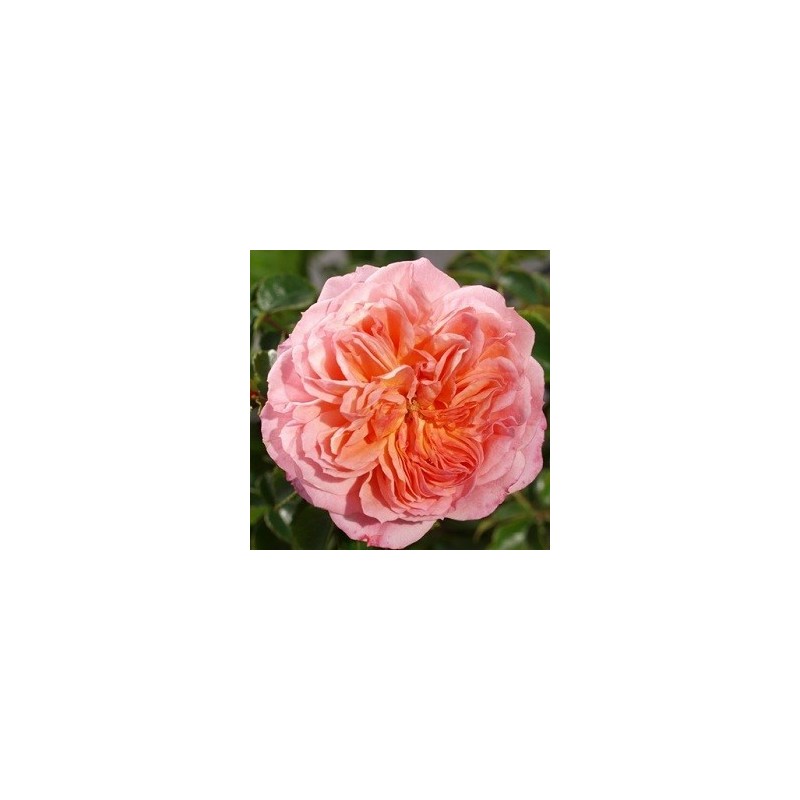 Rose Pirouette - Slyngrose Courtyard Climber