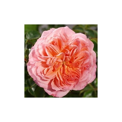 Rose Pirouette - Slyngrose Courtyard Climber