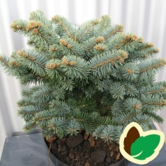 Picea pungens glauca Globosa - Dværgblågran