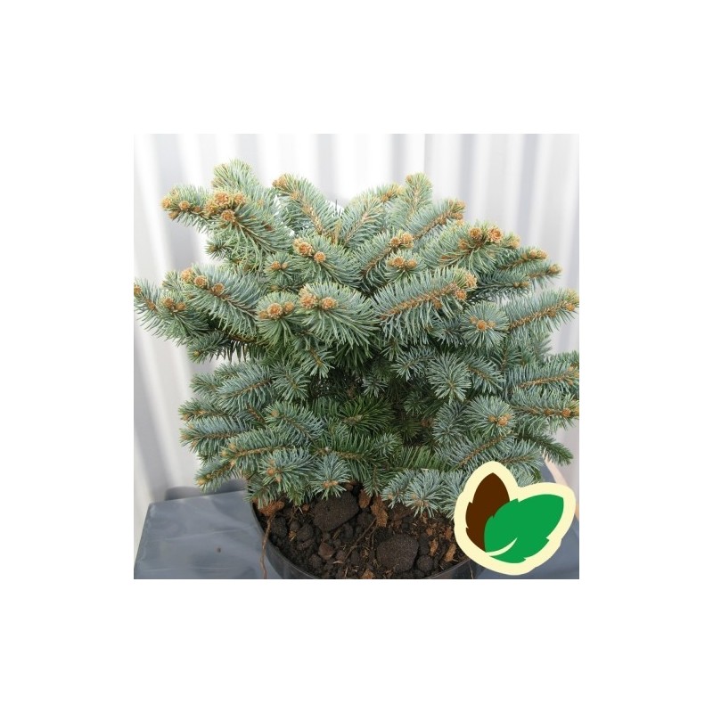 Picea pungens glauca Globosa - Dværgblågran