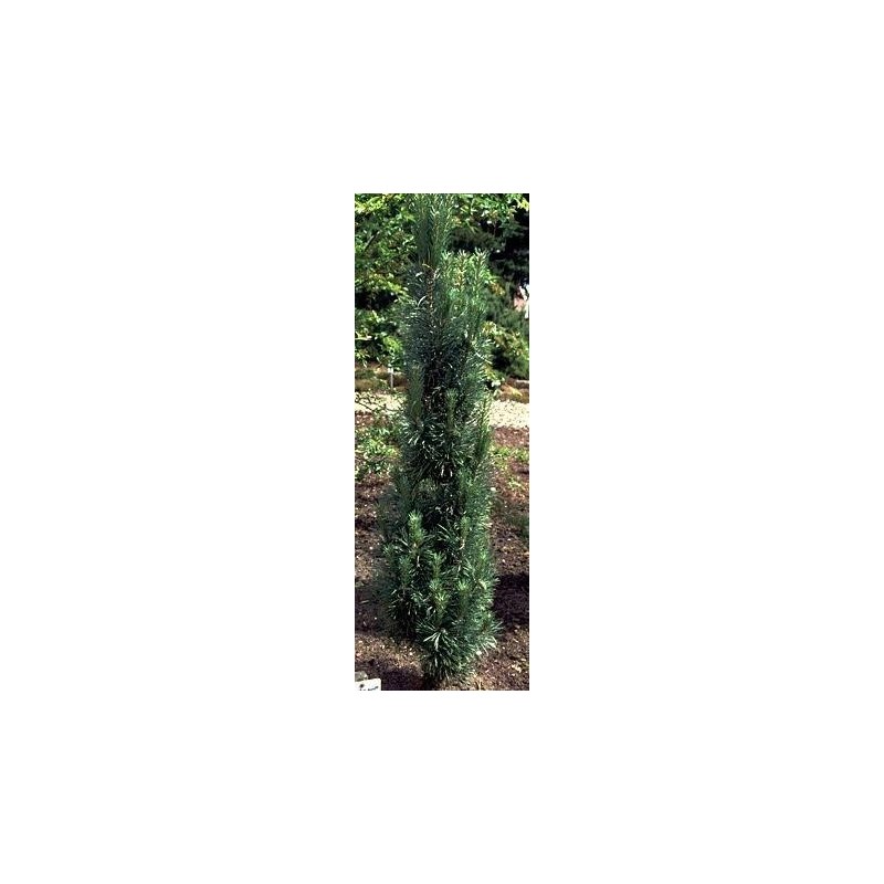 Pinus sylvestris Fastigiata - Søjle Skovfyr / 40-60 cm.