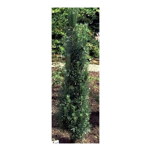 Pinus sylvestris Fastigiata - Søjle Skovfyr / 40-60 cm.