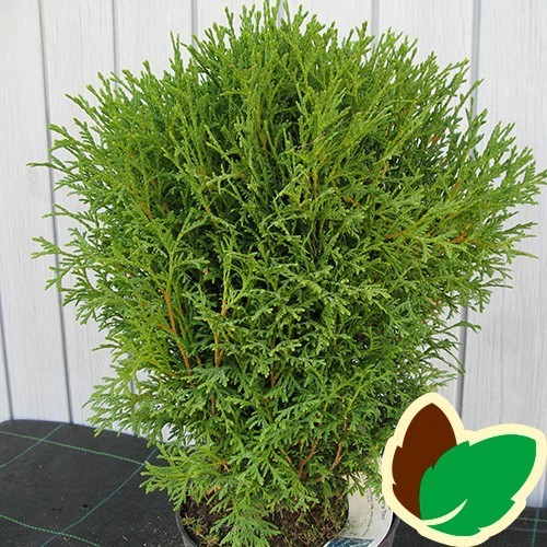 Thuja occidentalis Tiny Tim / Dværgthuja