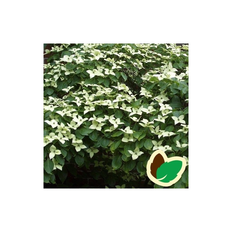 Cornus kousa China Girl - Koreakornel - Blomsterkornel / Busk 125-150 cm.
