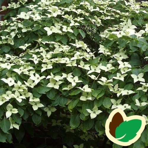 Cornus kousa China Girl - Koreakornel - Blomsterkornel / Busk 125-150 cm.