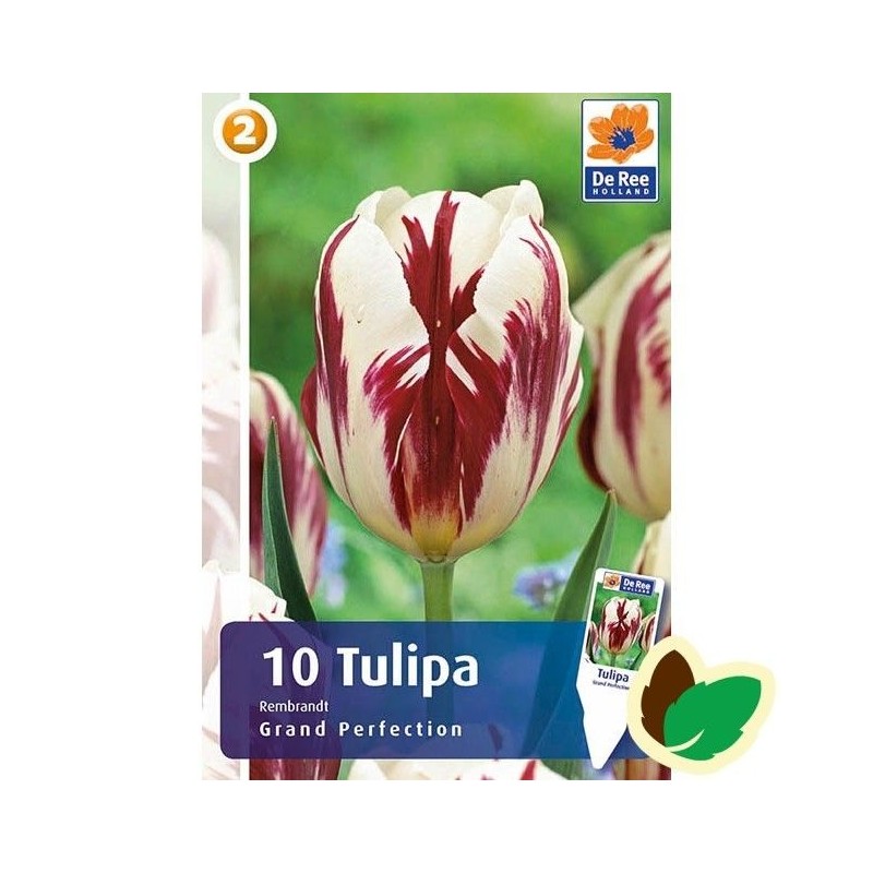 Tulipanløg Grand Perfection / Rembrandt Tulipan - 10 Løg