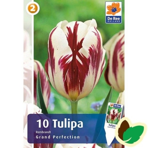 Tulipanløg Grand Perfection / Rembrandt Tulipan - 10 Løg