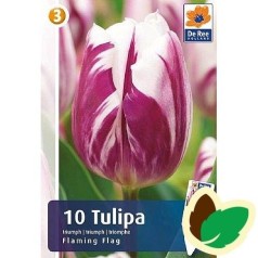 Tulipanløg Flaming Flag / Triumph Tulipan - 10 Løg