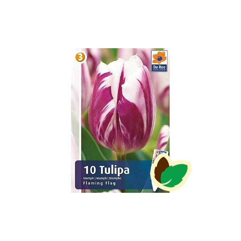 Tulipanløg Flaming Flag / Triumph Tulipan - 10 Løg