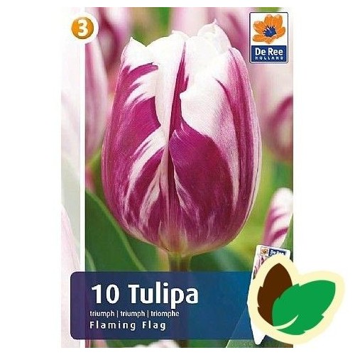 Tulipanløg Flaming Flag / Triumph Tulipan - 10 Løg