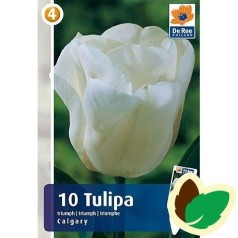 Tulipanløg Calgary / Triumph Tulipan - 10 Løg