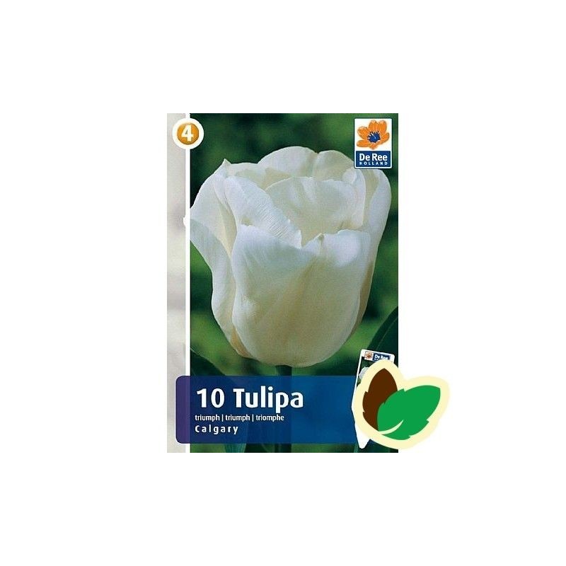 Tulipanløg Calgary / Triumph Tulipan - 10 Løg