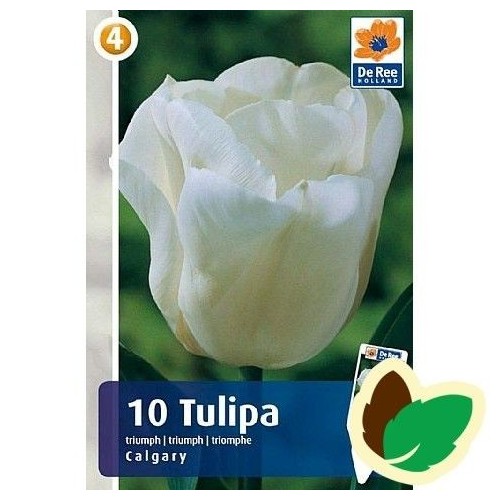 Tulipanløg Calgary / Triumph Tulipan - 10 Løg