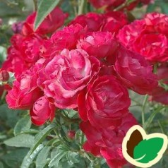 Rose Morsdag / Lav Buketrose