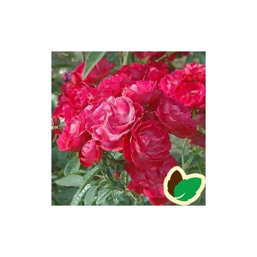 Rose Morsdag / Lav Buketrose