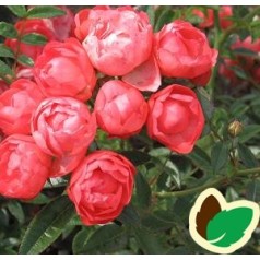 Rose Orange Morsdag / Lav Buketrose