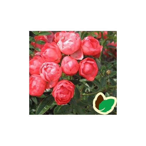 Rose Orange Morsdag / Lav Buketrose