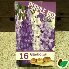 Gladiolusløg The Purple Box - 16 Løg