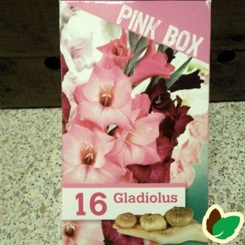 Gladiolusløg The Pink Box - 16 Løg