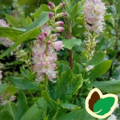Clethra alnifolia Ruby Spice / Konvalbusk