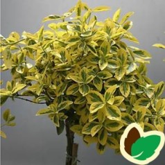 Euonymus fortunei Emerald Gold / 60 cm. stamme