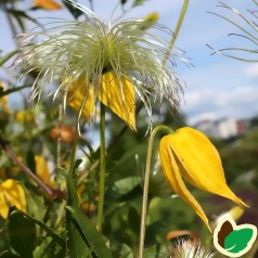 Clematis Tangutica / Klematis