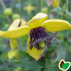 Clematis Tangutica / Klematis