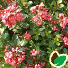 Escallonia Red Dream