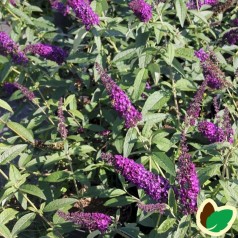 Buddleja davidii African Queen / Sommerfuglebusk