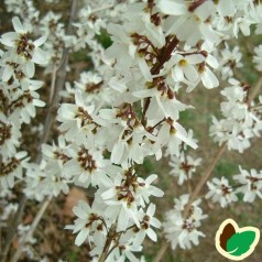 Abeliophyllum distichum - Hvid Forsythia