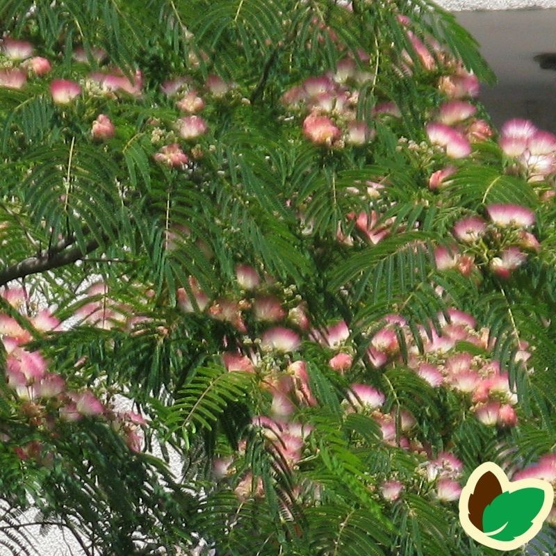 Albizia julibrissin Rosea / Persisk Silketræ